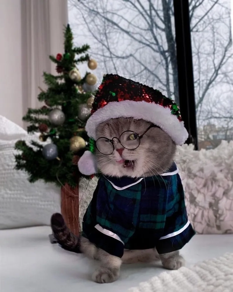 Mèo đội mũ Noel meme cực ngộ nghĩnh cho ngày lễ hội
