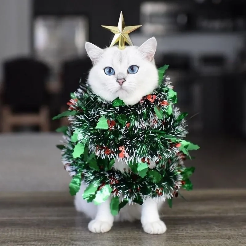 Avatar mèo meme Noel cực kỳ dễ thương cho mùa lễ hội này