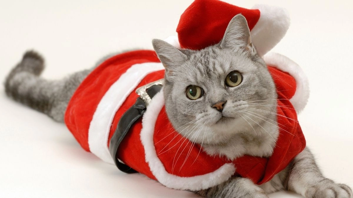 Cat meme Noel làm bạn không thể nhịn cười trong mùa Giáng sinh