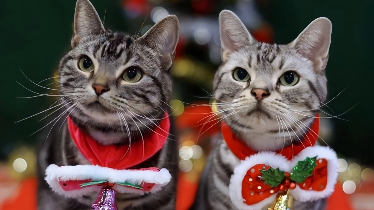 Meme mèo Noel cute làm cho mùa Giáng sinh thêm phần ngọt ngào