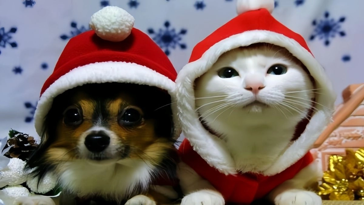 Meme mèo Noel mang đến sự dễ thương không thể cưỡng lại