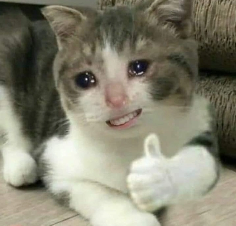 Ok meme mèo mang lại tiếng cười sảng khoái