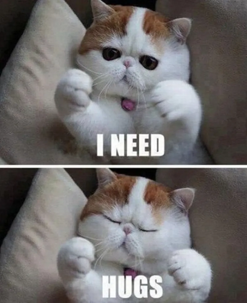 Ôm meme cute khiến ai cũng mềm lòng