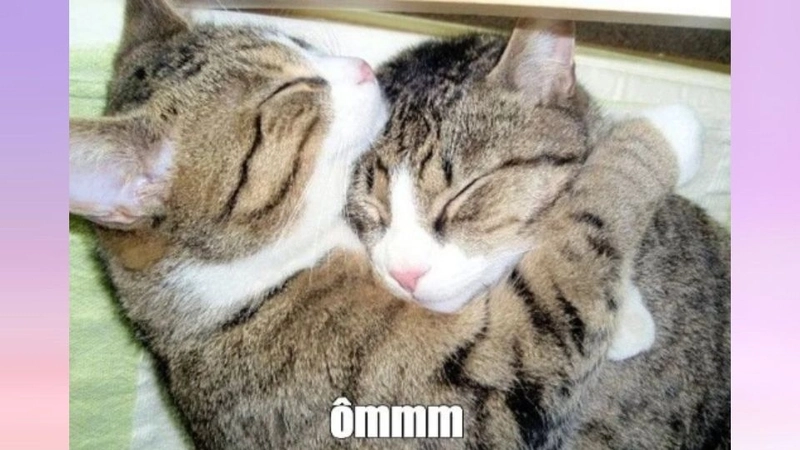 Cần một cái ôm meme lúc yếu lòng