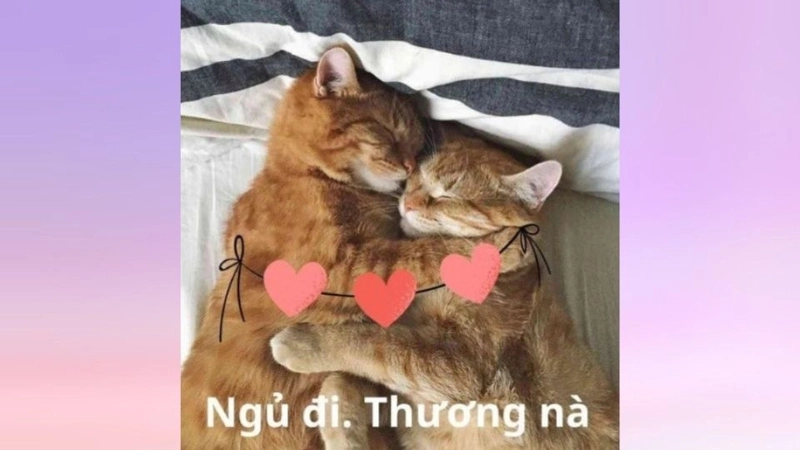 Muốn ôm meme để xoa dịu tâm hồn