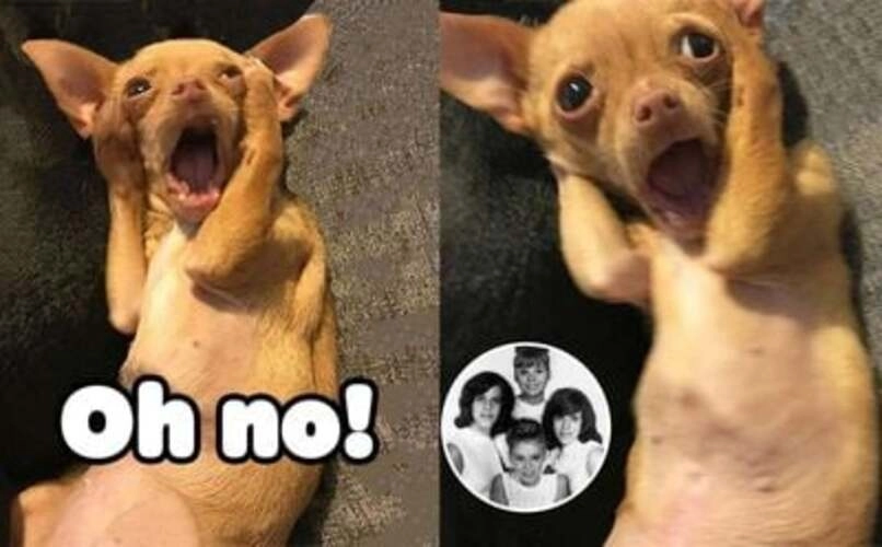 Meme ôm đầu hốt hoảng cực kỳ chân thật
