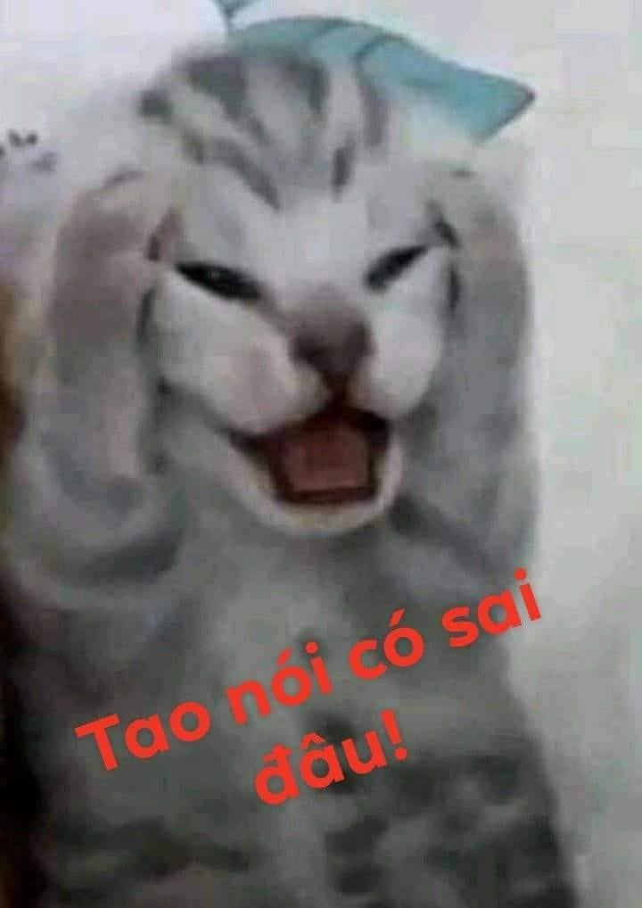 Ôm meme mèo như được chữa lành cảm xúc