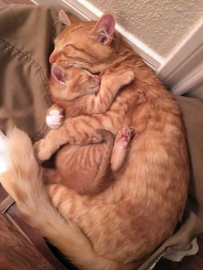Meme ôm nhau ngủ yên bình đến lạ kỳ
