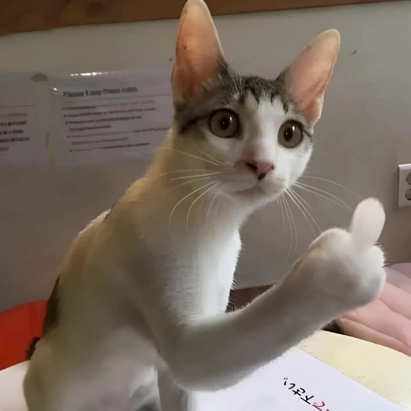 Meme ngón tay giữa bựa khiến bạn không thể không cười