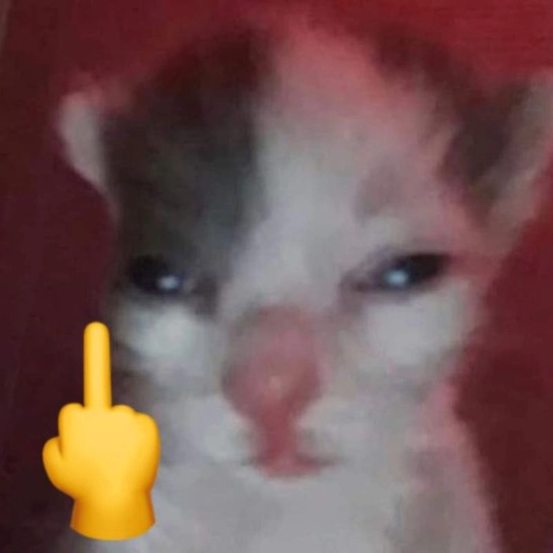 Meme mèo đưa ngón giữa đầy chất