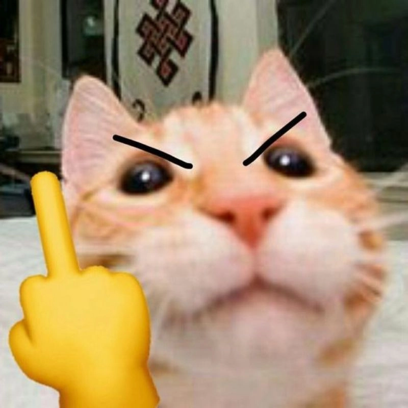 Meme con mèo giơ ngón giữa làm ai cũng phải cười