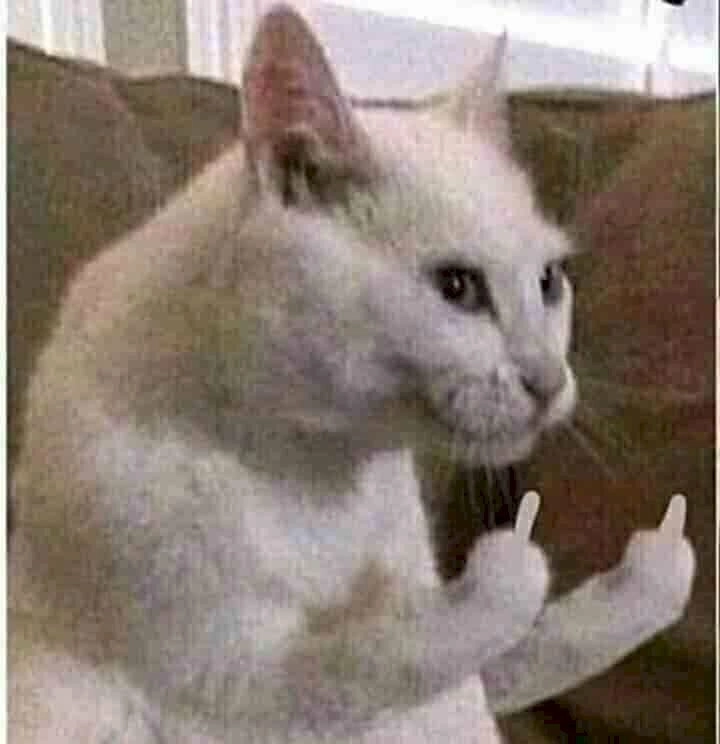 Meme mèo hình ảnh ngón tay giữa cực phong cách