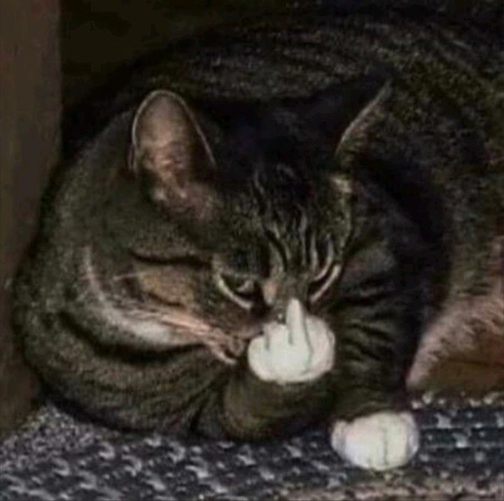 Meme mèo ngón giữa siêu bựa và đáng yêu