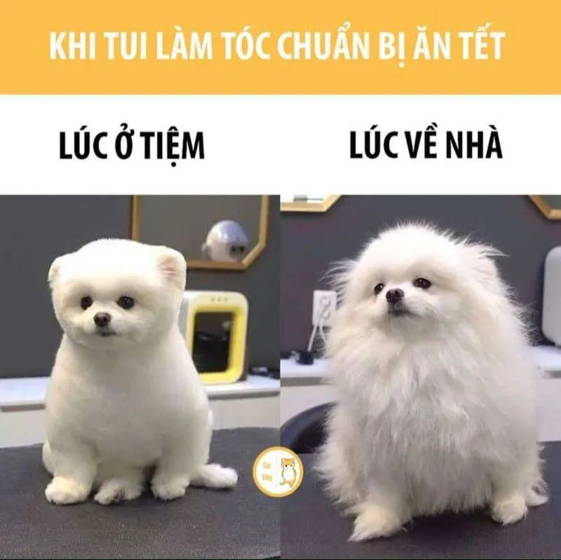Hình meme Tết tươi vui đón chào mùa xuân