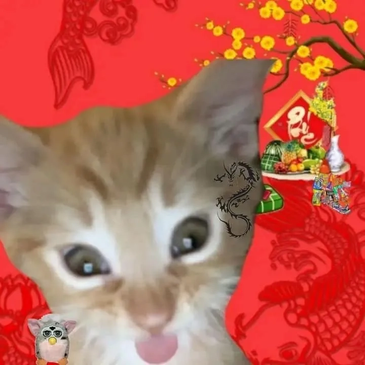 Avatar mèo meme Tết cực kỳ dễ thương và hài hước