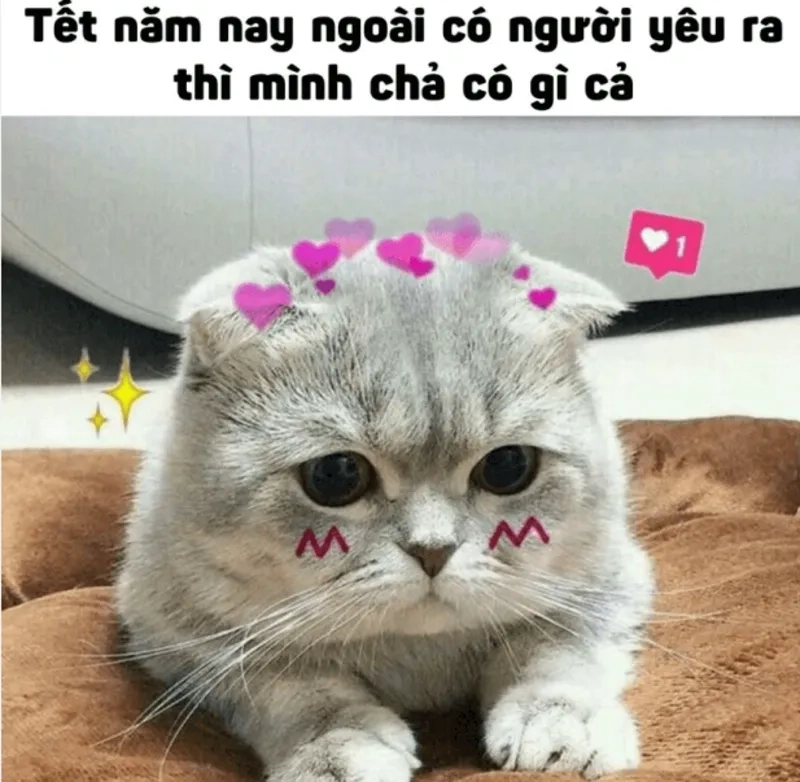 Cat meme Tết vui nhộn chào đón năm mới