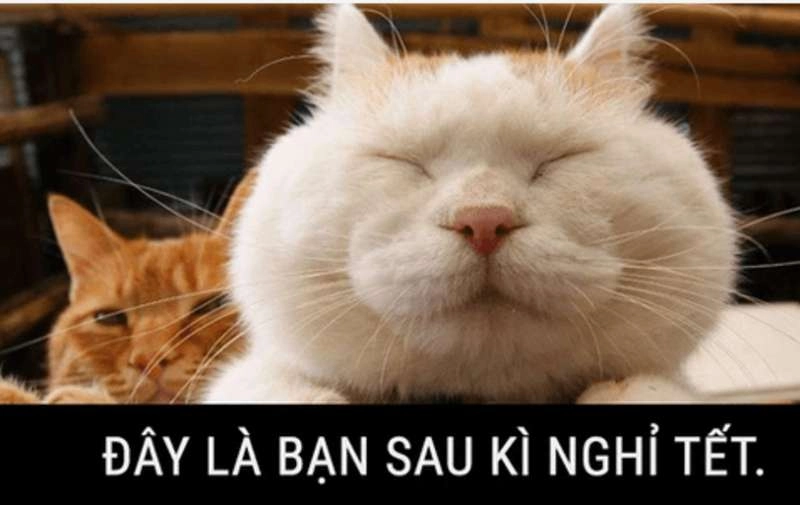 Hình nền mèo meme Tết tạo không khí vui nhộn