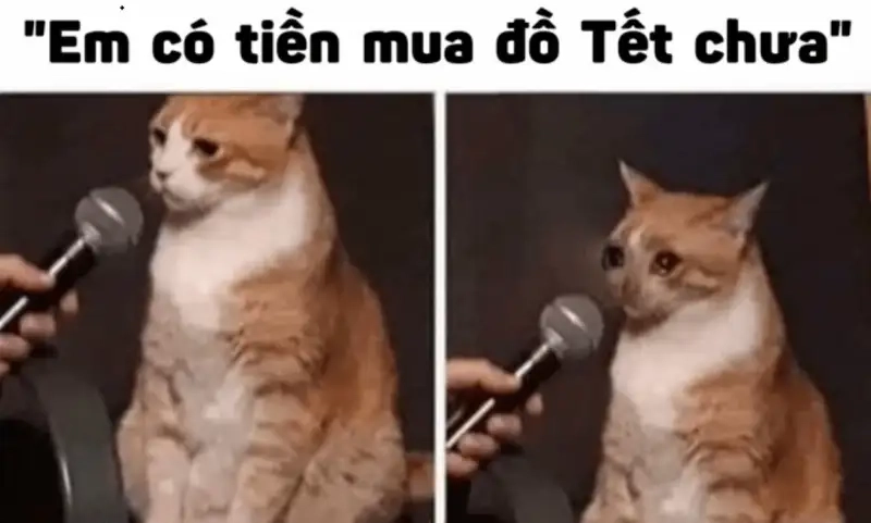 Ảnh mèo Tết meme bựa đem lại tiếng cười thoải mái