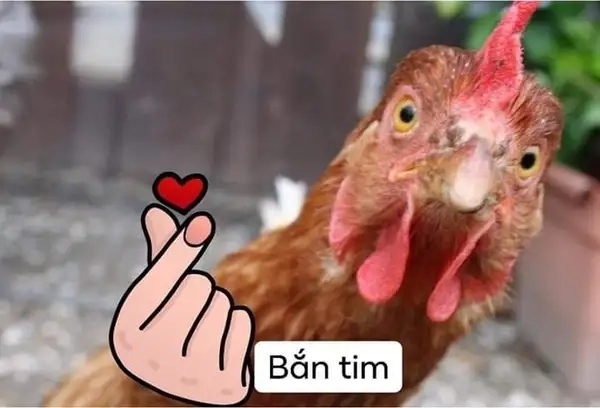 Meme gà thả tim nhìn mà tim đập mạnh