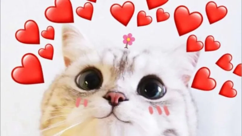 Mèo thả tim meme, đáng yêu đến nghẹt thở