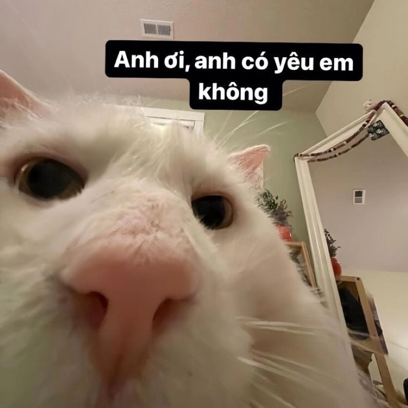 Meme tình yêu cute làm ai cũng muốn gửi
