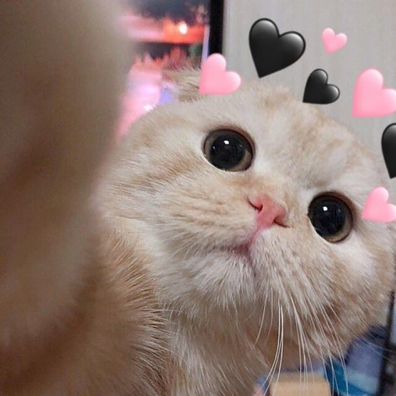 Meme ngồi im tình yêu sẽ đến bất ngờ