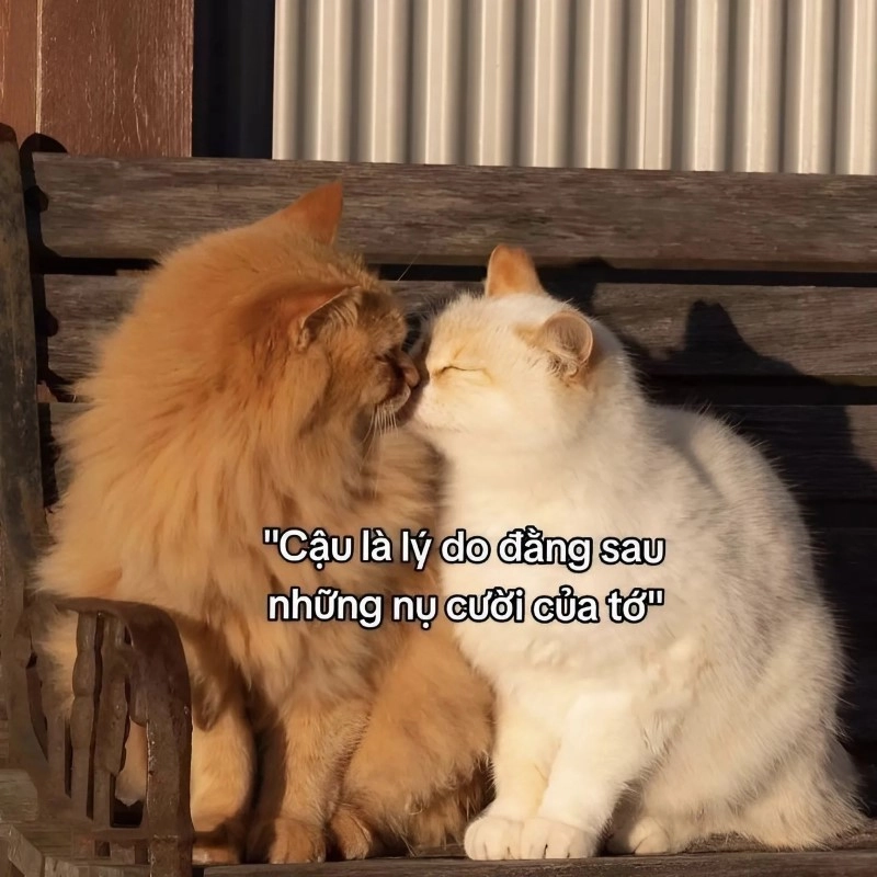 Meme sạc pin tình yêu khi lòng mệt nhoài