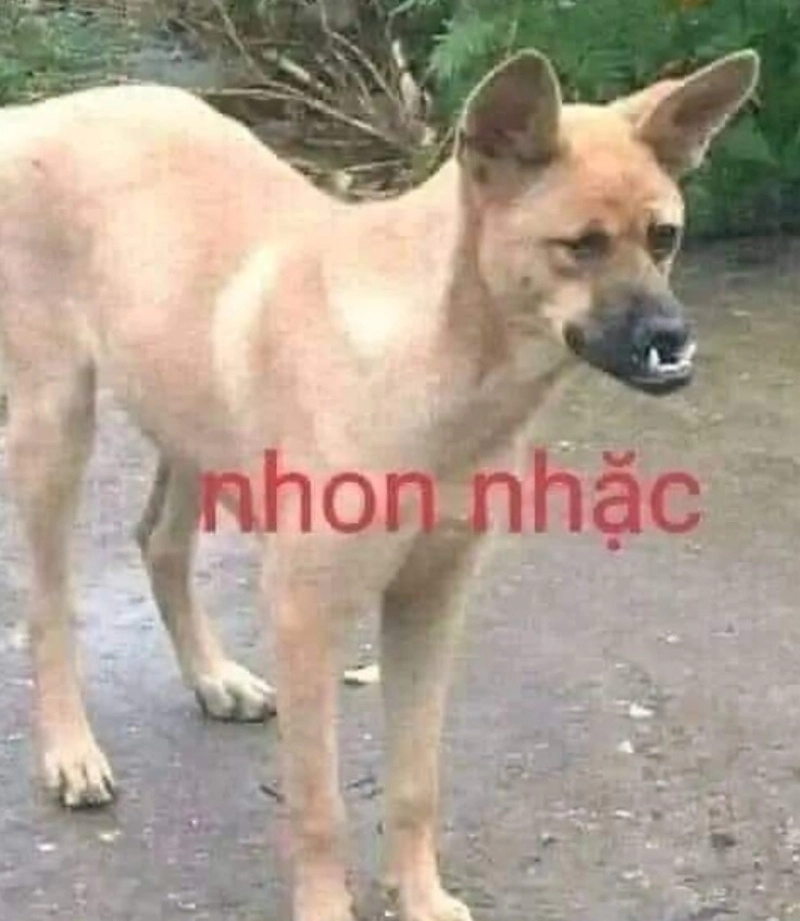 Meme cáu giận tưởng nhẹ mà không nhẹ đâu