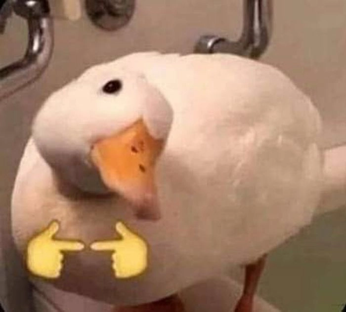 Hình ảnh meme vịt cực kỳ dễ thương, làm ai cũng phải mỉm cười
