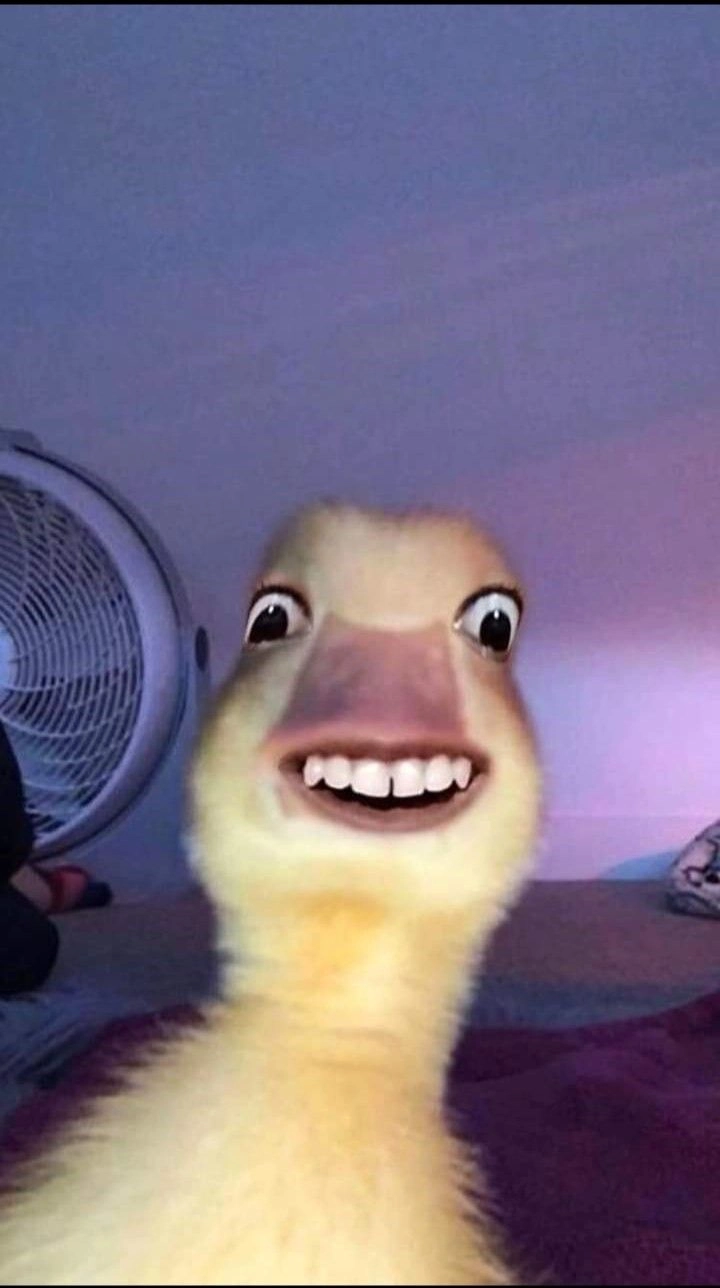 Con vịt cười meme chắc chắn sẽ làm bạn mỉm cười mỗi khi nhìn