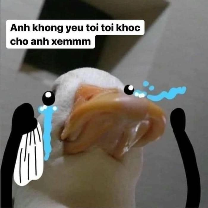 Con vịt khóc meme khiến trái tim bạn tan chảy vì sự ngây thơ