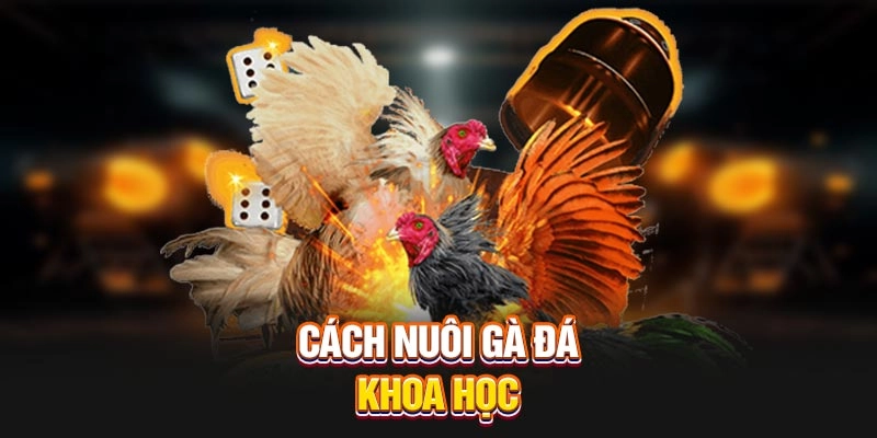 Lịch huấn luyện gà đá tại BJ88 – Bài bản như võ sĩ