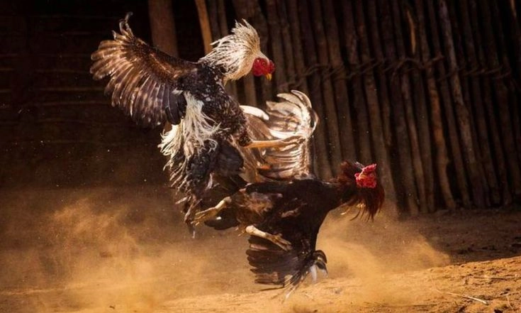 Chiến thuật đặt cược đá gà hiệu quả tại 8DAY