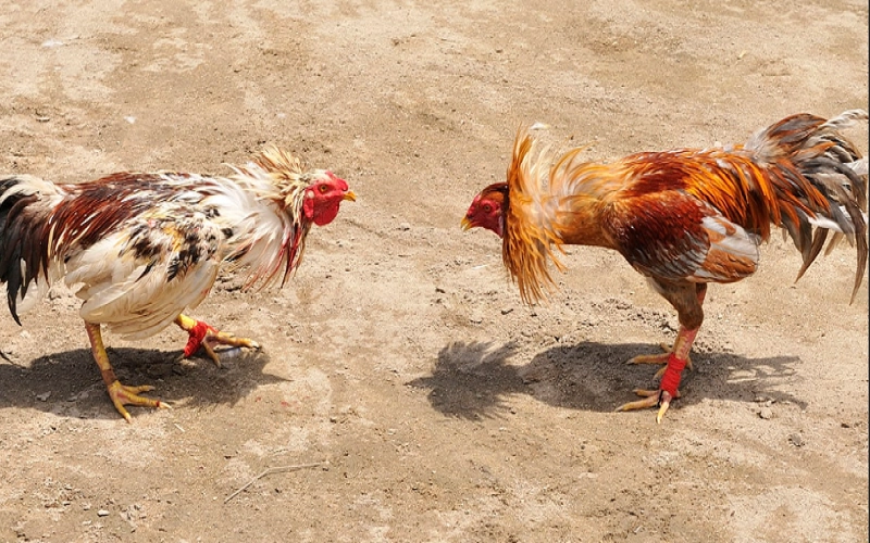 Khuyến mãi siêu hot khi chơi đá gà tại 8DAY