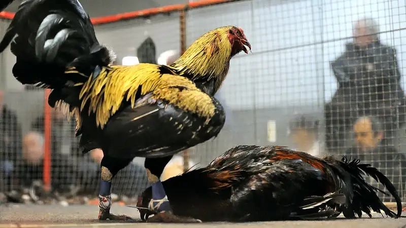 Kinh nghiệm chơi đá gà online tại Fun88