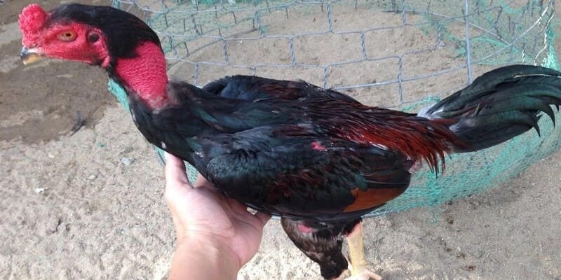 SV368 – Sân chơi gà đá đỉnh cao cho dân sành sỏi