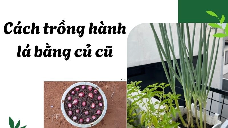 Chọn củ hành cũ như thế nào để tái trồng thành công 100%?
