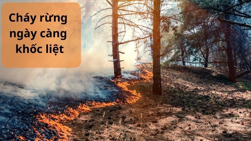 Cháy rừng ngày càng khốc liệt và khó lường trước 