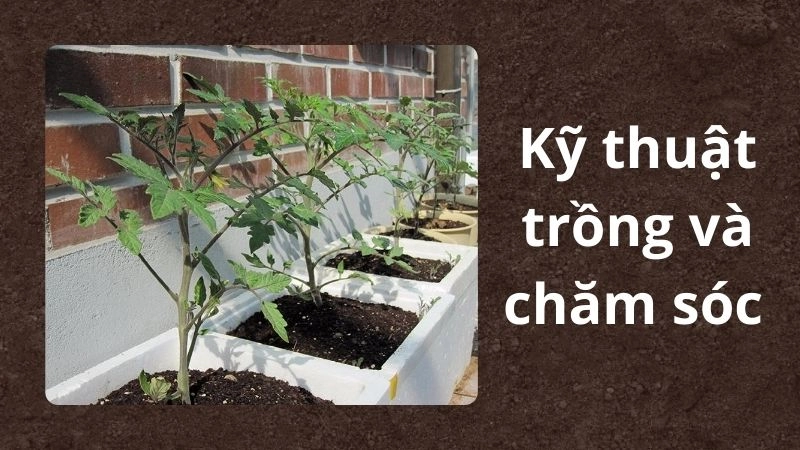 Cách gieo và chăm sóc chỉ 5–10 phút mỗi ngày 