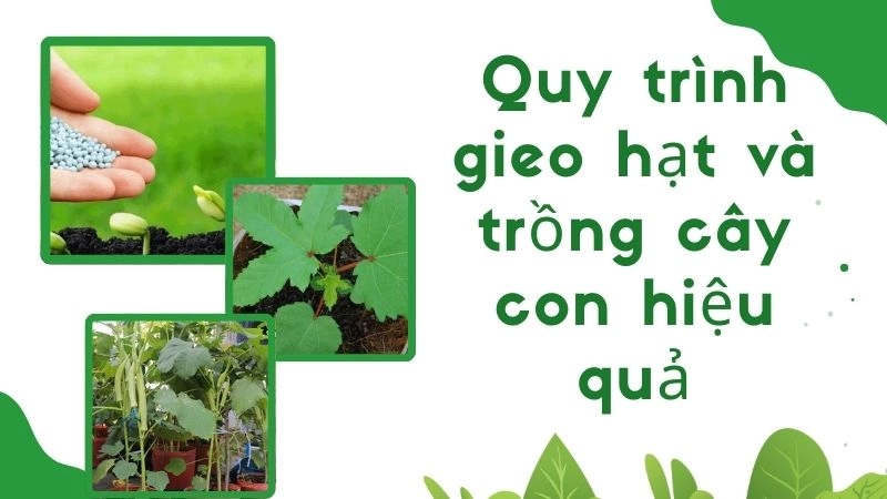 Quy trình gieo hạt và trồng cây con hiệu quả