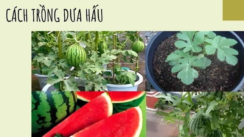 Chọn giống và thời vụ phù hợp – Bí quyết quả ngọt từ gốc