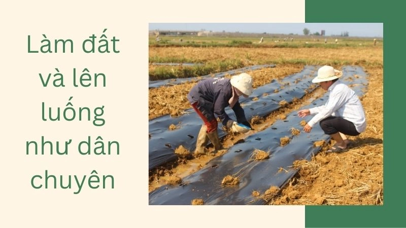 Làm đất và lên luống như dân chuyên