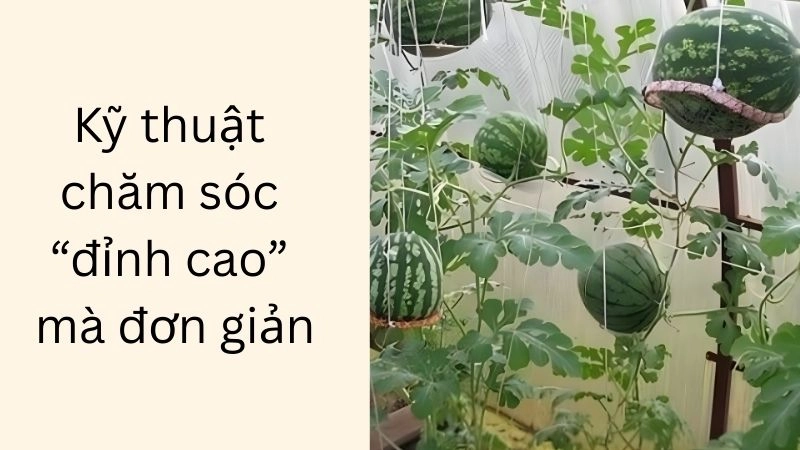Kỹ thuật chăm sóc “đỉnh cao” mà đơn giản