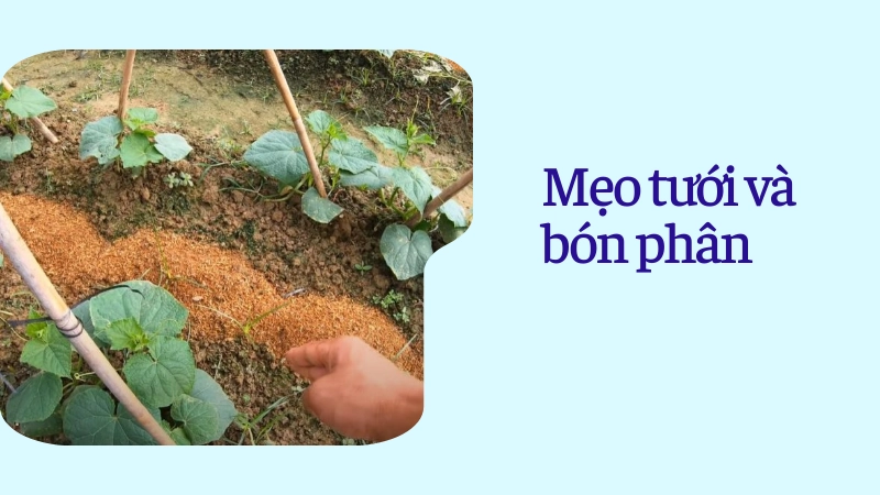 Bón phân hữu cơ cho gốc dưa leo giai đoạn ra hoa kết trái