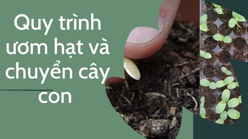 Quy trình ươm hạt và chuyển cây con 