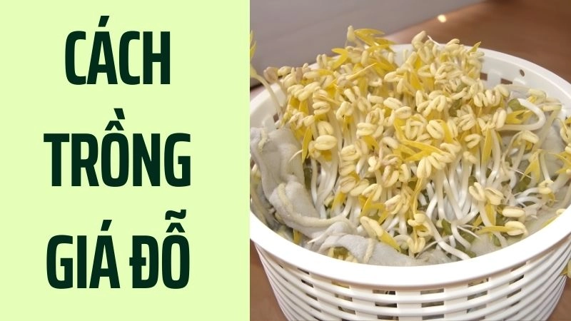 Chuẩn bị nguyên liệu và dụng cụ đơn giản nhất