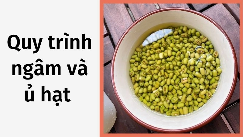 Quy trình ngâm và ủ hạt chỉ 3 bước cơ bản
