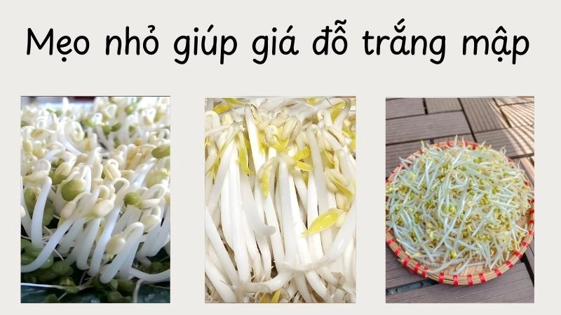 Mẹo nhỏ giúp giá đỗ trắng mập, không thối rễ 