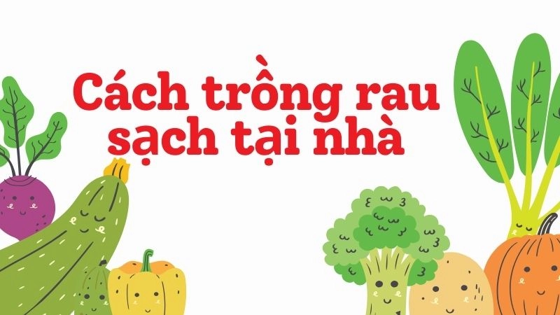 Chọn giống rau “lười mà vẫn xanh tốt” – chỉ tưới là sống