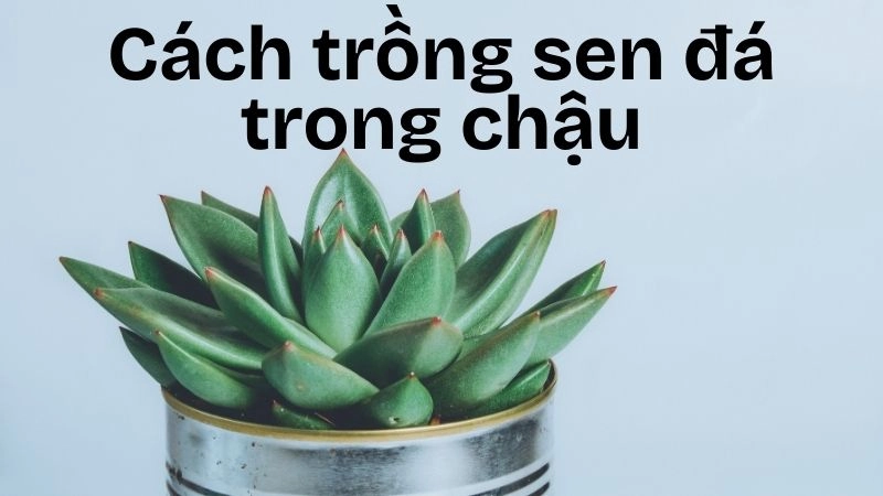 Chuẩn bị dụng cụ và vật liệu trồng sen đá mini 
